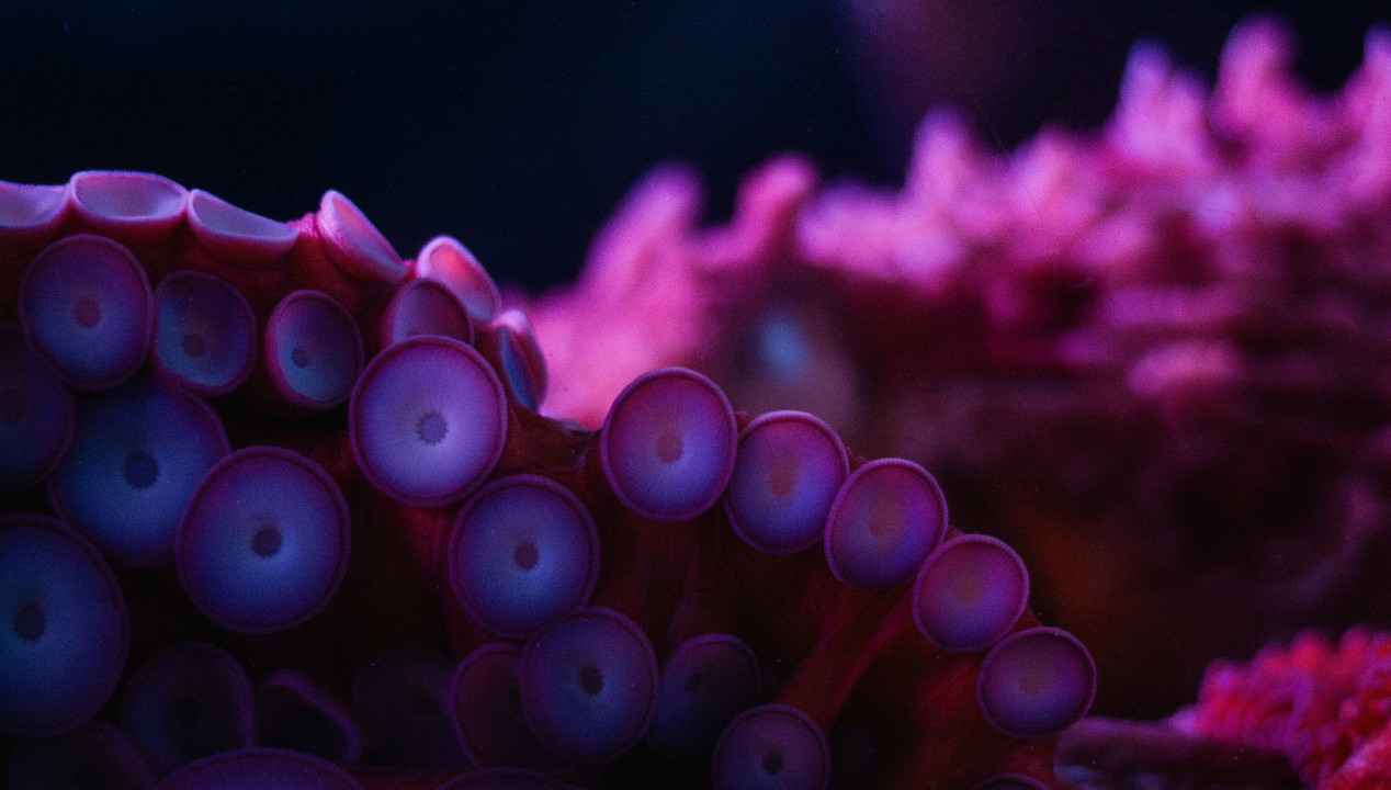 Tentacle Porn XXL Sexytoys Monsterdildo